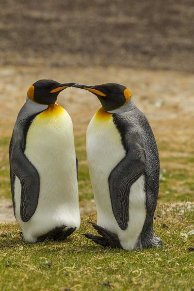 Saunders Island Pair of king penguins